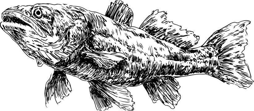 Detailed black and white illustration of a coelacanth fish with textured scales and fins