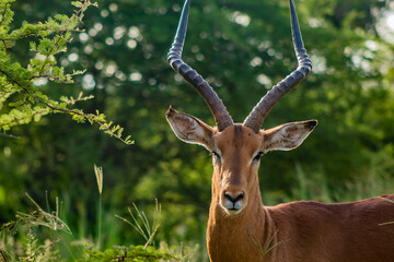 Fototapeta premium impala in the savannah