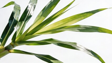 Obraz premium White background with sugar cane foliage.