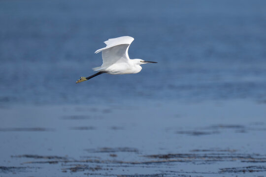 L'aigrette vole