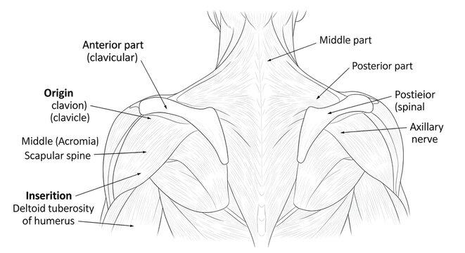 High detailed anatomical drawing of bilateral deltoid muscles showing anterior, middle and posterior parts with clavicle, acromion, scapular spine and deltoid tuberosity labeled, ideal for shoulder an