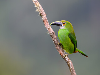 Fototapeta premium Southern Emerald-Toucanet Perched on Lichen Covered Branch in Forest