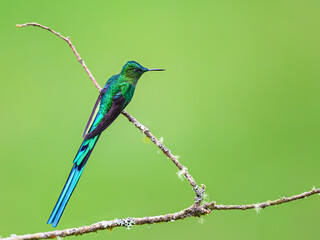 Fototapeta premium Male Long-tailed Sylph Hummingbird Perched on Lichen Covered Branch