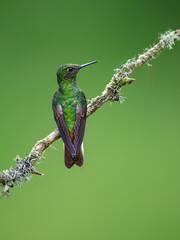 Fototapeta premium Buff-tailed Coronet Hummingbird Perched On A Mossy Branch