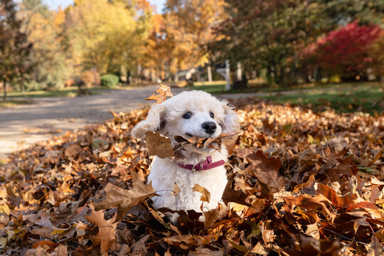 Playful white poodle puppy with leaves in mouth playing in autumn leaf pile in Michigan suburban neighborhood