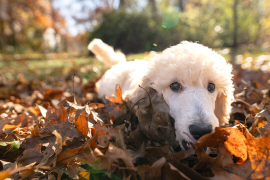 Closeup of white poodle puppy face looking at camera while playing in autumn leaf pile