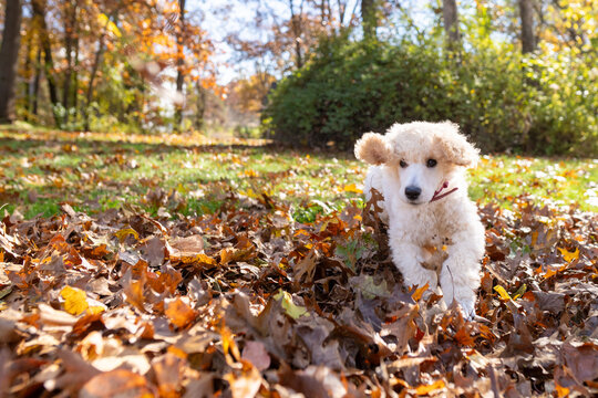 White poodle puppy running through an autumn leaf pile in suburban Michigan neighborhood