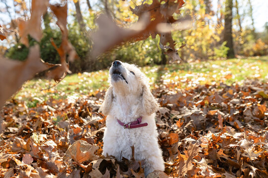 Playful White Poodle Puppy Looking Up at Falling Autumn Leaves in Michigan