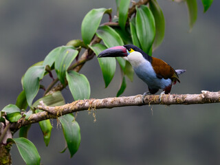 Fototapeta premium Black-billed Mountain-Toucan Perched on a Mossy Branch in Rainforest