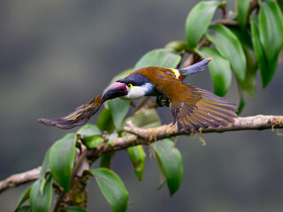Fototapeta premium Black-billed Mountain-Toucan Flying From Mossy Branch in Cloud Forest