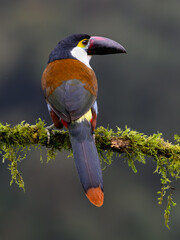 Fototapeta premium Black-billed Mountain-Toucan Perched on Mossy Branch in Cloud Forest