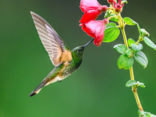 Fototapeta premium Buff-tailed Coronet Feeding On Pink Flower In Flight
