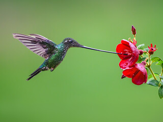 Fototapeta premium Sword-billed Hummingbird Feeding on Red Flower in Profile View