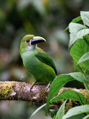 Fototapeta premium Southern Emerald-Toucanet Perched on Mossy Branch in Cloud Forest