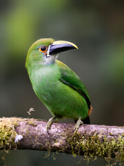 Fototapeta premium Southern Emerald-Toucanet Perched on Mossy Branch in Cloud Forest