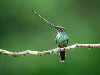 Fototapeta premium Sword-billed Hummingbird Perched on a Branch in Tropical Forest