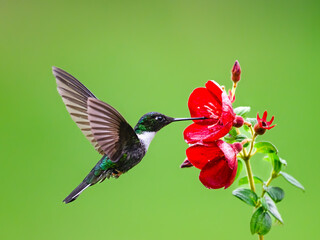 Fototapeta premium Collared Inca Hummingbird Hovering While Feeding On Red Flower