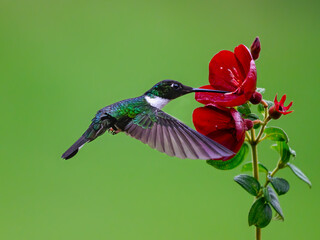 Fototapeta premium Collared Inca Hummingbird Hovering While Feeding On Red Flower