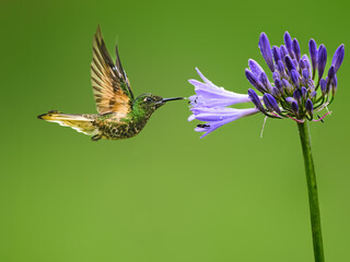 Fototapeta premium Blue-tailed Hummingbird Feeding on Purple Agapanthus Flower in Garden