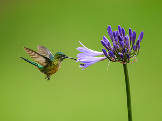 Fototapeta premium Long-tailed Sylph Hummingbird Feeding from Purple Agapanthus Flower