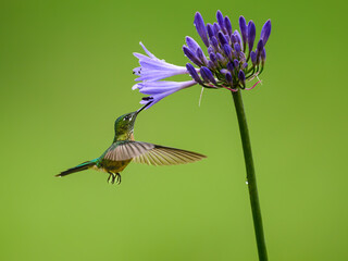 Fototapeta premium Long-tailed Sylph Hummingbird Feeding from Purple Agapanthus Flower