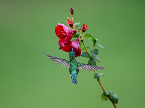 Long-tailed Sylph Hummingbird Hovering and Feeding From Red Flower Blossom