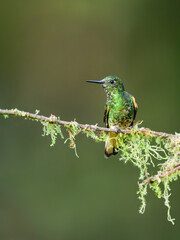 Fototapeta premium Adult Buff-tailed Coronet Hummingbird Perched On A Mossy Branch