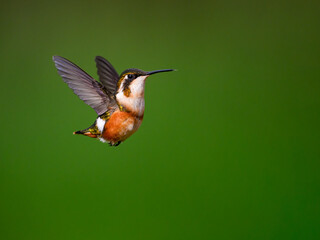 Fototapeta premium White-bellied Woodstar Hovering in Flight Against Green Background
