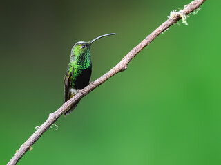 Fototapeta premium Mountain Velvetbreast Hummingbird Perched on Mossy Branch in Cloud Forest