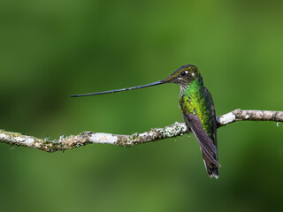 Fototapeta premium Sword-billed Hummingbird Perched on Mossy Branch With Green Background