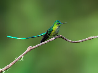 Fototapeta premium Male Long-tailed Sylph Hummingbird Perching On Tree Branch on Green Background