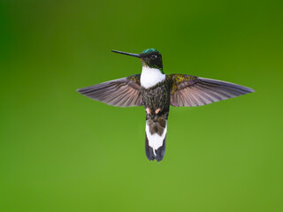 Fototapeta premium Male Collared Inca Hummingbird Hovering in Flight Against Green Background