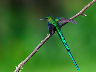 Fototapeta premium Male Long-tailed Sylph Hummingbird Perching On Tree Branch on Green Background