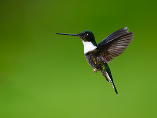 Fototapeta premium Male Collared Inca Hummingbird Hovering in Flight Against Green Background