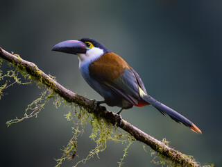 Fototapeta premium Male Collared Inca Hummingbird Hovering in Flight Against Green Background