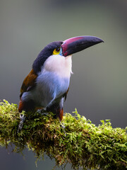Fototapeta premium Male Collared Inca Hummingbird Hovering in Flight Against Green Background
