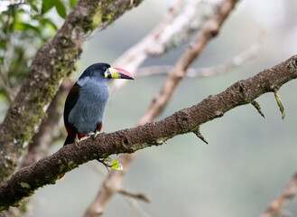 Fototapeta premium Plate-billed Mountain Toucan Perched on Branch in Cloud Forest