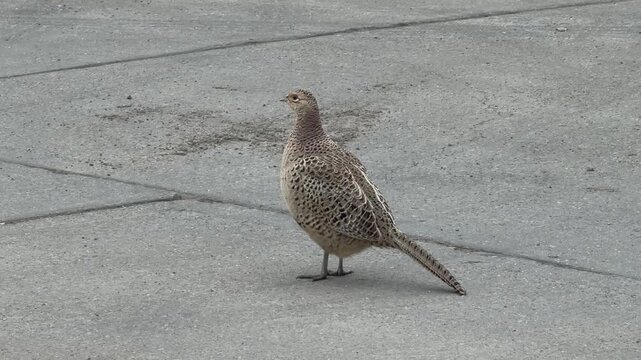 Wild hen pheasant walking across grey surface