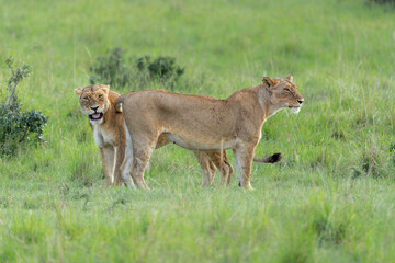 Fototapeta premium Lions strengthen family bonds through affectionate behavior in the Masai Mara game reserve in Kenya.