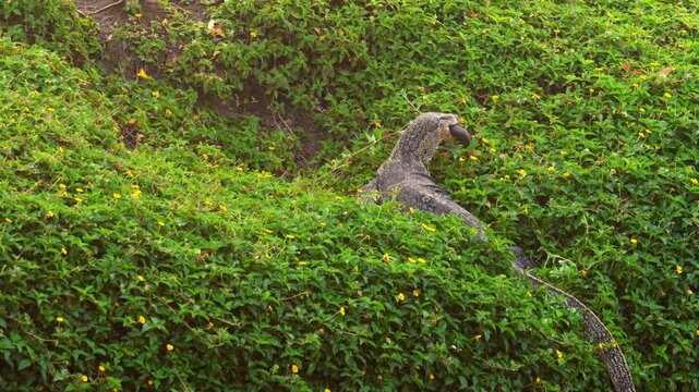 A giant monitor lizard eats its prey on the bank of a water canal near Bangkok.