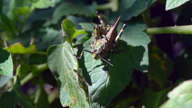 Tropidacris Collaris Grasshoppers Mating on Green Leaf