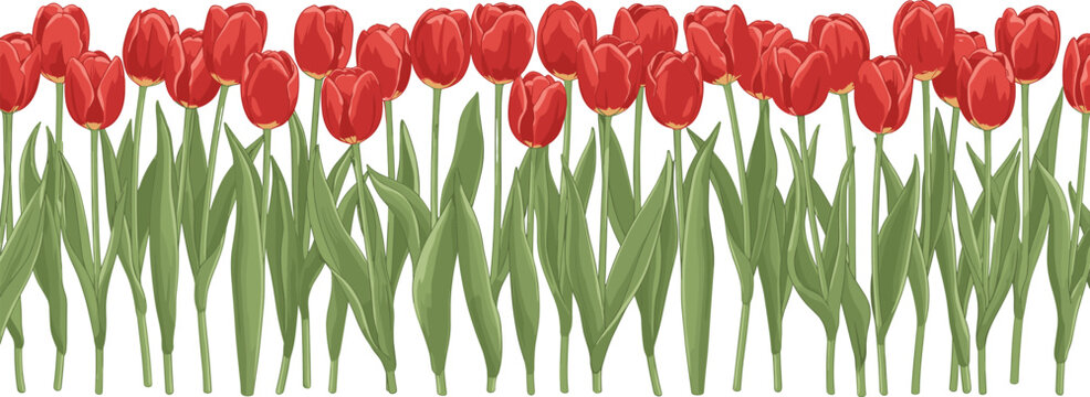 Red tulip flower field vector. Spring blooming tulips border collection. Garden floral landscape with leaves, seamless nature illustration.