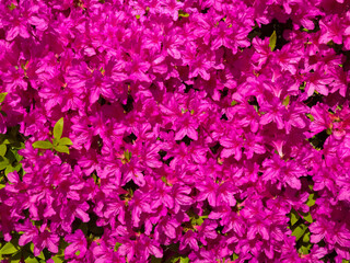 Obraz premium Pink azalea flowers for spring floral backgrounds, wallpapers, and seasonal banners