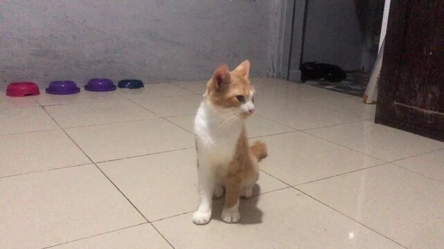 An orange and white cat sits attentively on a tiled floor indoors, with colorful pet bowls visible in the background.