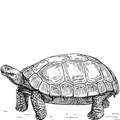 Fototapeta premium turtle isolated on white background