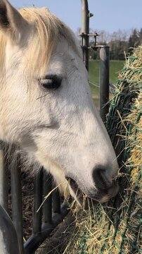 A white horse in the stable is eating hay