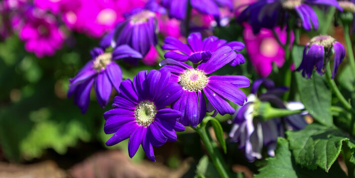Vibrant purple Pericallis hybrida blooms in soft sunlight, perfect for spring themes, floral backgrounds, wellness, gardening, branding, greeting cards, wallpapers, and fresh nature design use.