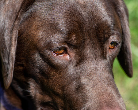Jambo's Eyes