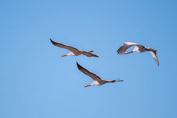 Fototapeta premium Żurawie w locie.