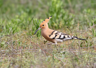 Adult Eurasian hoopoe (Upupa epops) foraging on the ground among green grass. © VOLODYMYR KUCHERENKO